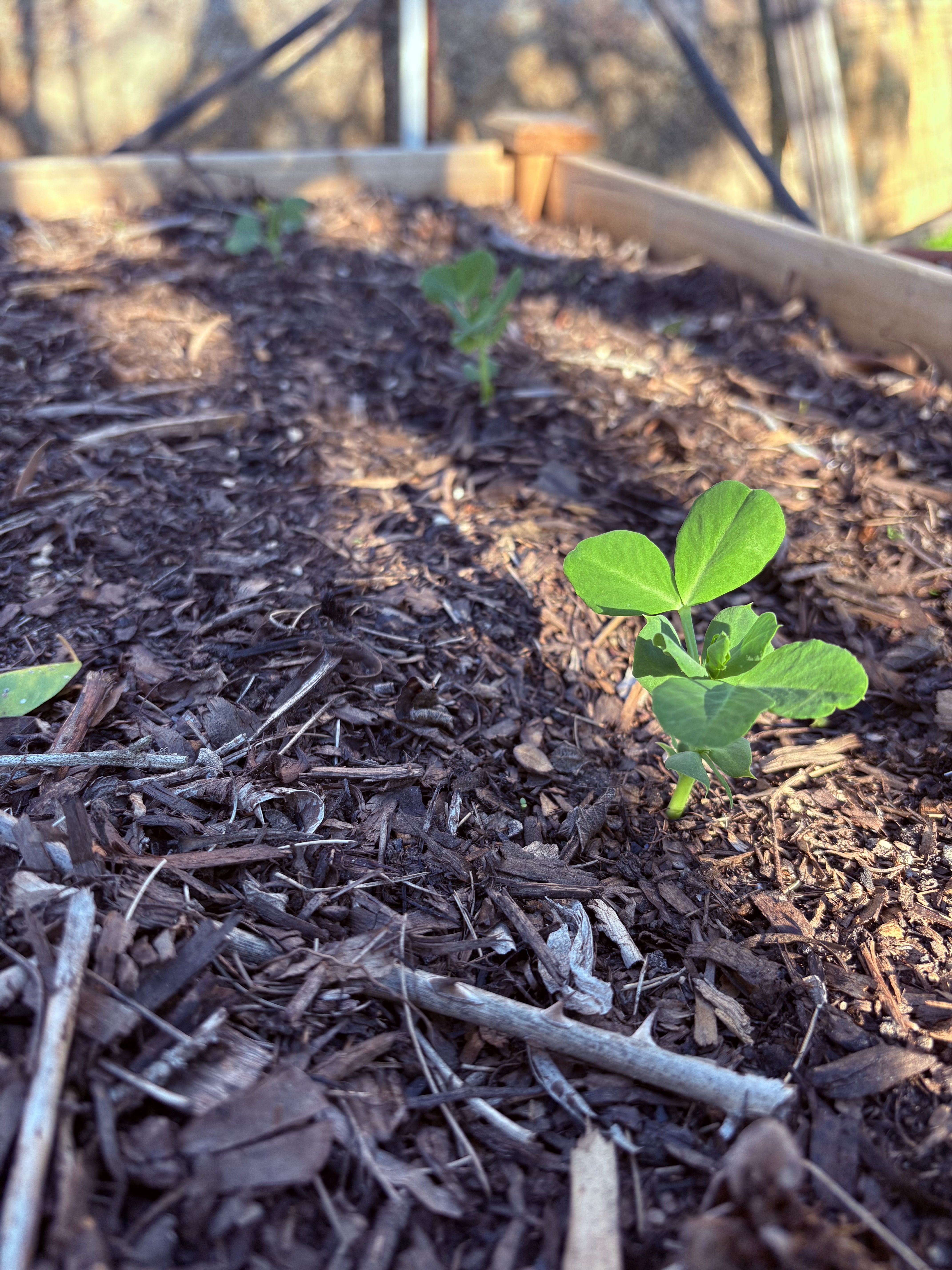 My Little Vegetable Garden